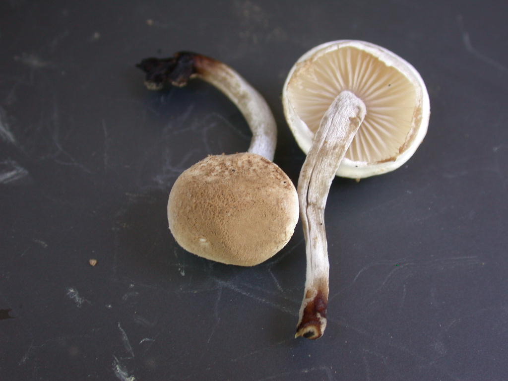 Sar� facile ....  ???   Quizzzz